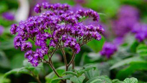Heliotrope: Everything You Should Know Before Planting