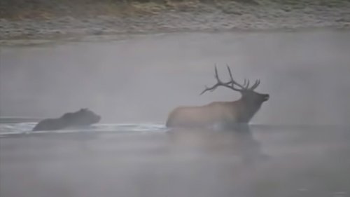 Watch a grizzly bear take down a bull elk in the middle of the Yellowstone River