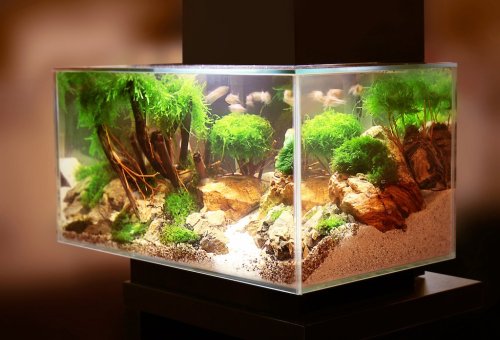 Aquascaping 101: What You Need To Know 