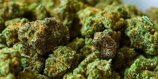 The Beginner’s Guide to Weed 
