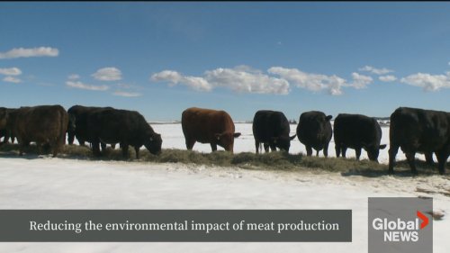 Reducing the environmental impact of meat production