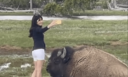 Watch an ignorant tourist risk death at Yellowstone