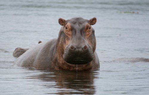 50 dead hippos were found floating in a lake—What happened?