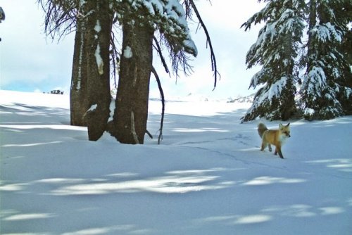 You've never seen a rare Sierra Nevada red fox like this one
