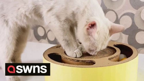 This tutorial shows you how to make an AMAZING cat toy with items in your home