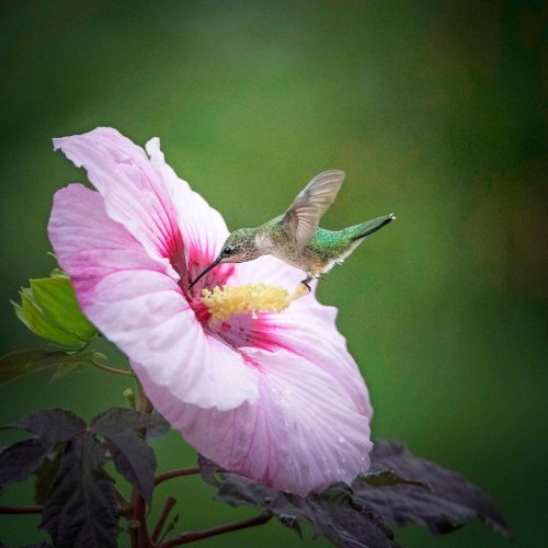 Bird Photography Tips (and Backyard Wildlife)