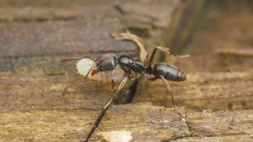 Animals: Invasive Asian needle ants are surging in US Southeast
