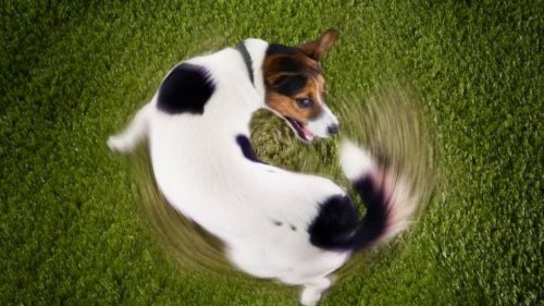 10 Hilarious Things Dogs Do When No One is Watching