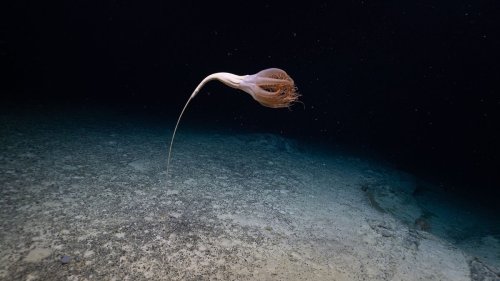 Bizarre Sea Creatures Lurking Within Dark Ocean Waters
