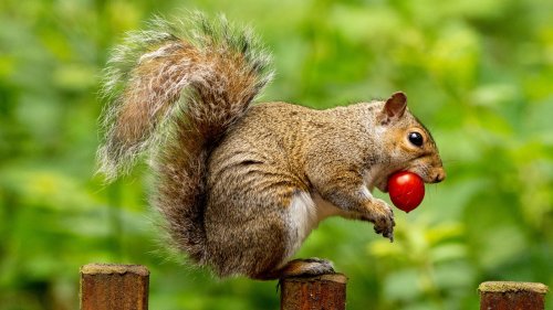 Tricks for keeping squirrels away from your garden