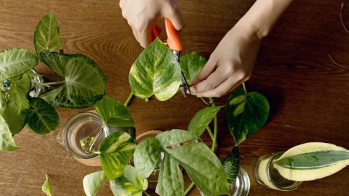 Can your green thumb help you make green backs?