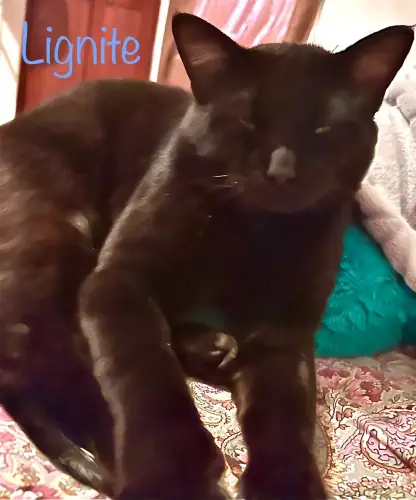 Magazine - ALL ABOUT CATS