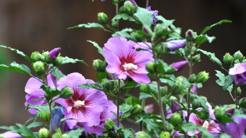These 5 shrubs thrive on neglect 