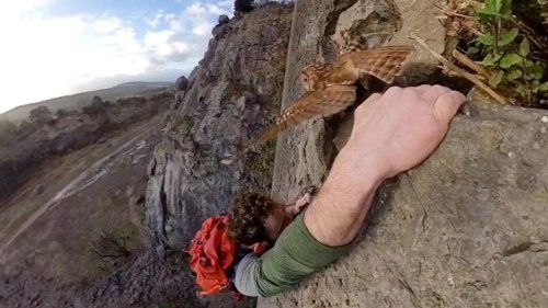 Moment climber disturbs hidden owl - but manages to hang on