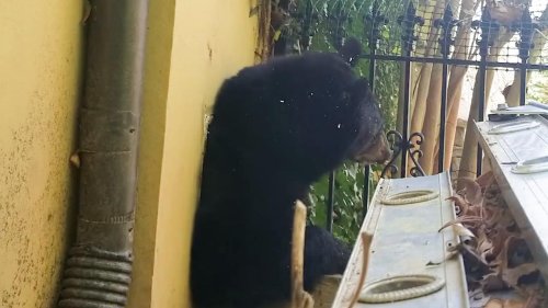 Bear Emerges from House Vent in North Carolina, USA