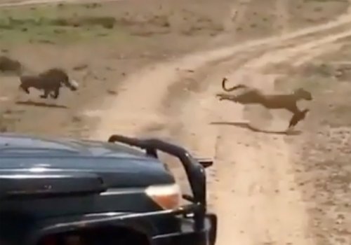 Watch a vicious mama warthog chase a leopard off her piglets