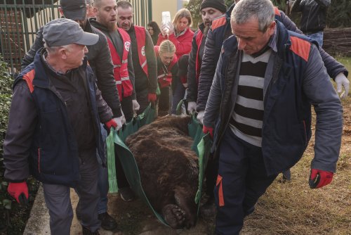 Albania's last captive bear rescued to Austrian sanctuary