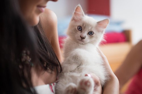 10 Signs Your Cat Thinks of You as Family — Not Just a Caregiver