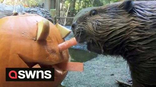 SOUND ON! Adorable beavers munch on plentiful snacks at Oregon Zoo