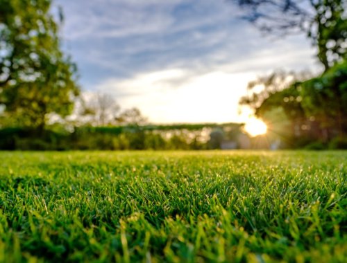 ARE YOU CUTTING YOUR GRASS TOO SHORT?