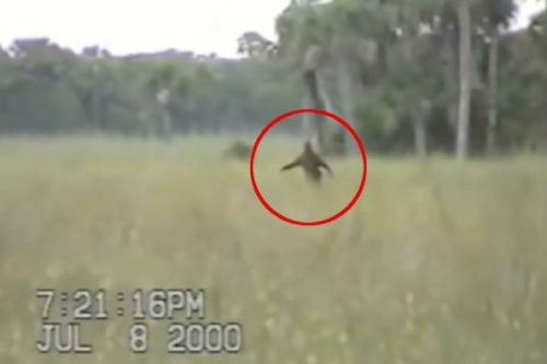 Investigating Florida's Fabled "Bigfoot of the South"