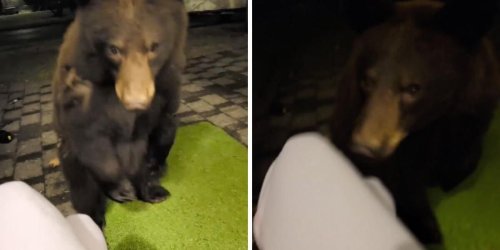 A Woman Was Outside Scrolling On TikTok When A Bear Came Up & Licked Her Hand