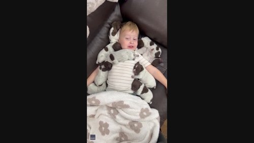 Little Boy Covered in Puppies Is Picture of Pure Joy
