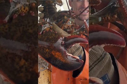 Can you guess how old this massive, monster lobster is?
