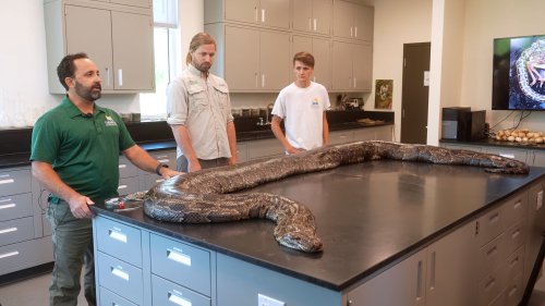 Largest Burmese python ever found in Florida weighed 215 pounds and was 18 feet long | VIDEO