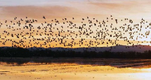 Pop​-​up Wetlands Helping Migrating Shorebirds — World Wetlands Day