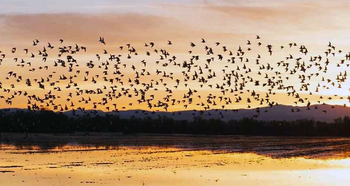 Pop​-​up Wetlands Helping Migrating Shorebirds — World Wetlands Day