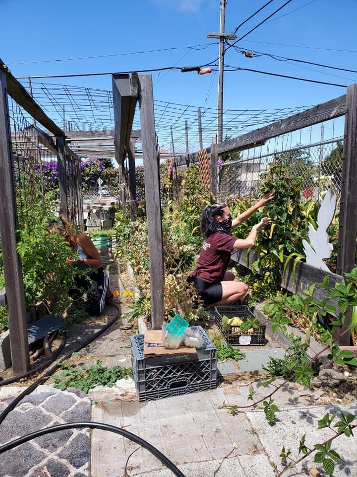 Urban farmers in Richmond are helping in the fight against food insecurity