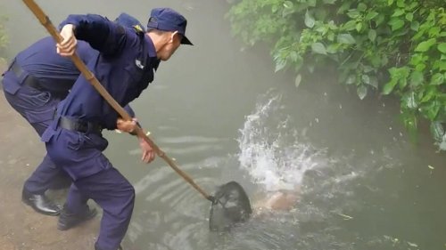Moment deer rescued after falling into a river