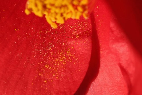 How Pollen Works — More About Allergies
