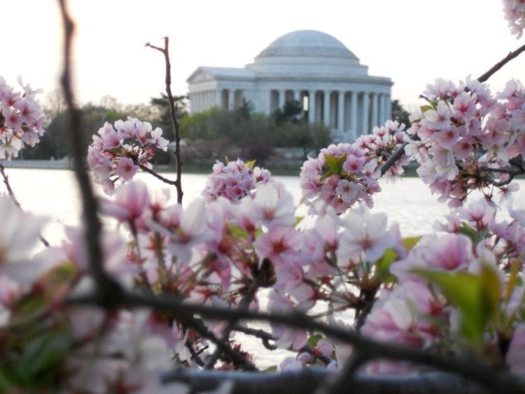 Best Places to See Cherry Blossoms in and near Washington, DC