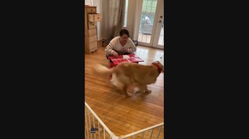 Golden Retriever Gifted Large Wrapped Present With Puppy Inside