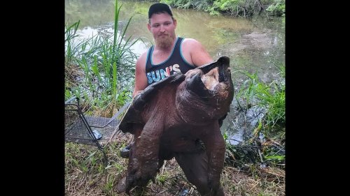 A Texas man accidentally caught a 200-pound alligator snapping turtle