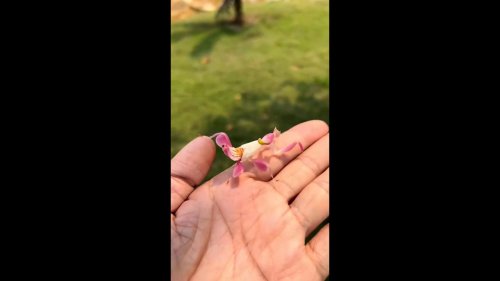 Man meets beautiful Orchid Mantis in wild in Shandong, China