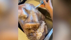 Watch This Mother Freak Out When Son Brings Home a 40lb Frozen Octopus Purchased From Facebook Marketplace