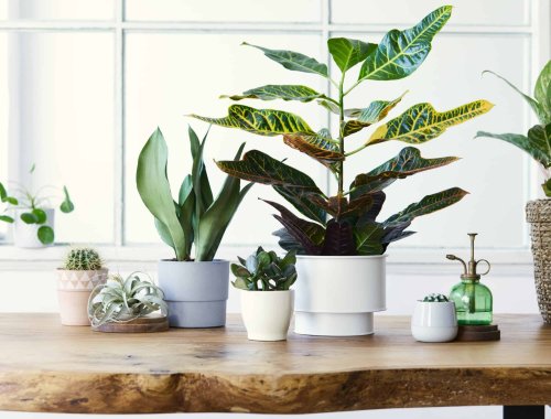 GROW THESE 7 FAVORITE SUCCULENTS INDOORS