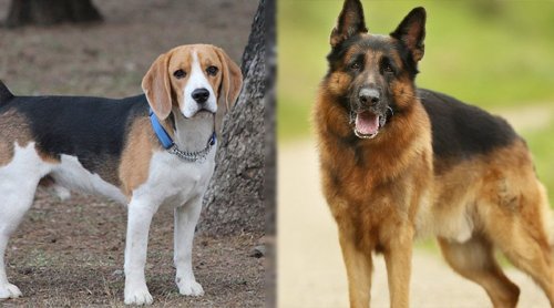 Will The Beagle German Shepherd Mix be 2022's Hottest Dog Breed?