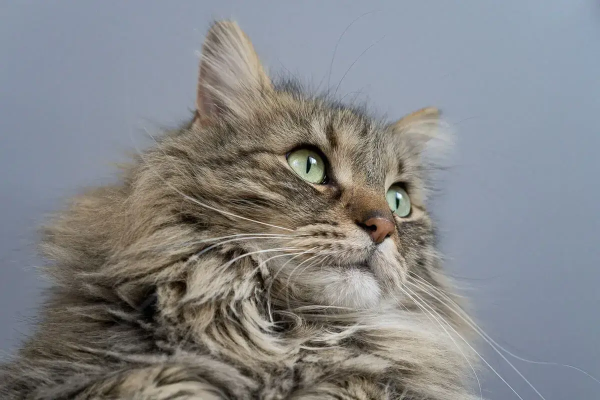 WHY IS THIS THE MOST POPULAR CAT BREED IN NORTH AMERICA?