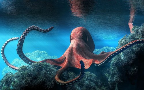 Why Octopus Are So Much More Than Meets The Eye