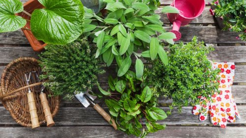 Find out the symbolic meaning behind your birth month herb