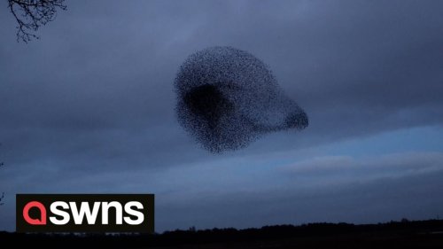 Photographer captures starling murmuration forming shape of MEERKAT'S HEAD