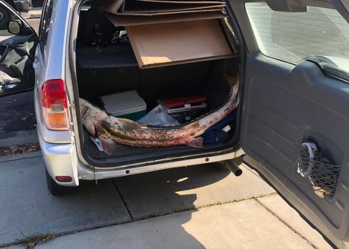 The wild story of how this live sturgeon ended up in the trunk of a car