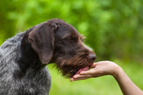 Why Does Your Dog Lick Your Hand? 