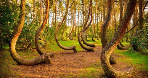 The Crooked Forest: A Mystery Worth Exploring