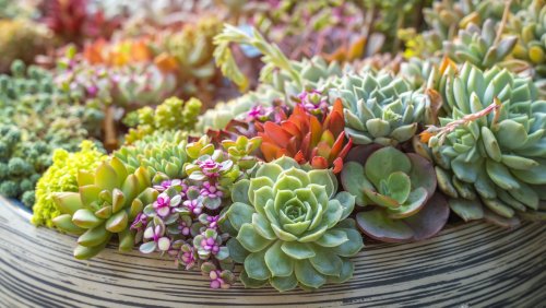 20 Colorful Succulents That Will Thrive Indoors
