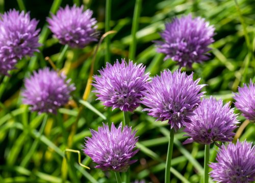 7 PERENNIAL ONIONS TO GROW IN YOUR VEGETABLE GARDEN